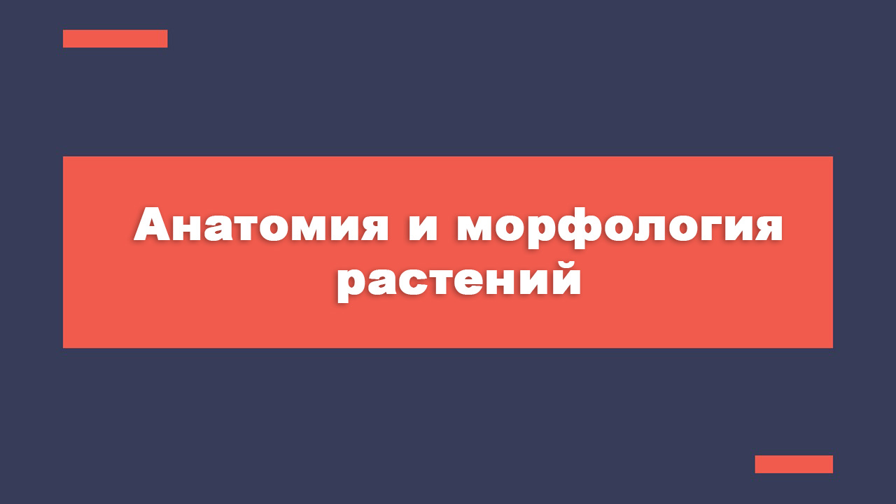 Anatom and Morfologia PLANTS